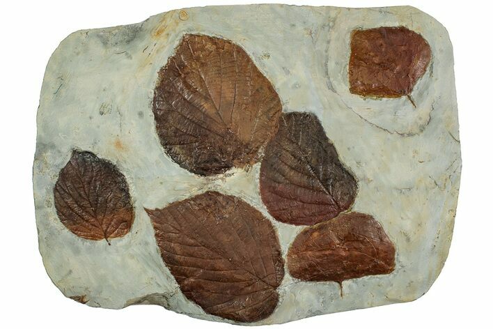 Plate With Six Fossil Leaves (Zizyphoides & Davidia) - Montana #227912